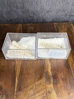 Two clear display cases each holding two spiral fossil shells on cushioned white material with handwritten notes inside the cases.