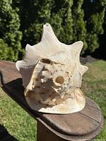 Front view of large natural conch shell showing spiral cavity and textured ridges.