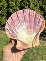 Front view of a large purple scallop shell held in hand outdoors showing ridged texture and natural coloration of purple, white, and orange.