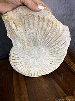Front view of large ammonite fossil showing detailed spiral shell features held upright.