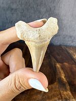 Close-up of the shark tooth fossil showing the broad root and tapering blade held between fingers for scale.