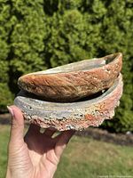 Two large abalone shells held one inside the other showing outer surface textures and colors.