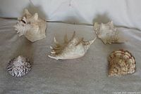 Five seashells displayed on fabric surface, including three large spiked horned king helmet conch shells and two smaller distinct patterned shells.