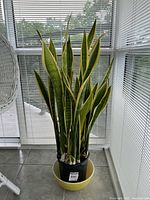 Full view of tall Sansevieria (Snake Plant) with green and yellow-edged leaves in black pot within yellow drainage saucer pot, placed indoors by a window.
