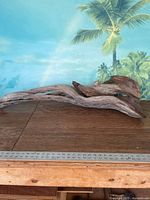Full view of the driftwood showing its size against a ruler and background of palm leaves.