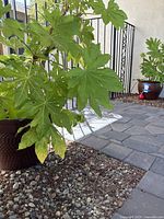 Two large plants with broad, lobed green leaves in brown glazed ceramic pots on outdoor stone tile. Small red potted amaryllis bulb visible on ground next to the pots.