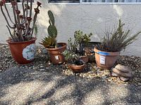 Full view of all five potted succulents and the toad ornament arranged on gravel outdoors.