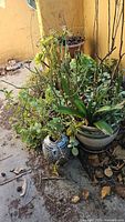 Photo showing multiple large plant pots with mixed succulents and foliage. Pots include ceramic and terracotta materials, plants varied and some foliage appears dried.