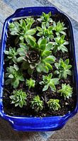 Top view of blue ceramic dish showing arrangement of 17 hens and chicks succulents in soil