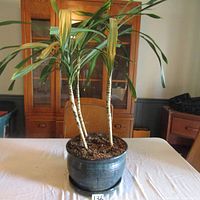 Full view of Dracaena Marginata plant with three stalks in blue ceramic pot on white table.
