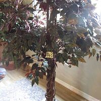 Tall artificial ficus tree showing braided trunk and many silk leaves with some dirt and spider webs visible.
