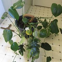 Large Monstera plant with multiple green leaves, some yellowing, in a black plastic pot with a moss pole support, shown on a checkered tile floor.