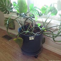 Top view and side view of large Monstera plant in a blue plastic pot with a wheeled holder, showing extensive long stems and large green leaves.