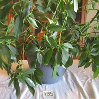 Close-up of the green leaves of the Schefflera plant in the plastic pot, showing foliage and part of the pot.
