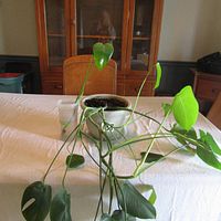 Small Monstera plant with several leaves and long stems in a white decorative plastic pot on a table.
