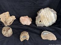 Six stone and fossil specimens arranged against a black background including petrified wood slices, geode slice, quartz chunk, and nodules.