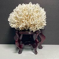 Full view of white Bird’s Nest Coral specimen resting on a polished mahogany stand with curved legs against a neutral background.