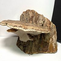 Side view of large wood knot with visible shelf fungus