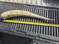 Full length of curved vintage horn with measuring tape showing length approximately 27 inches