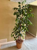 Full view of the artificial ficus tree showing height, leaves, branches, and basket pot.
