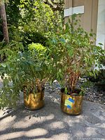 Two potted plants in gold metal planters placed outdoors on concrete, showing overall appearance and size.