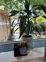 Dracaena plant in white marble-patterned ceramic pot next to black sponge holder with yellow sponge on windowsill.