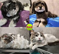Collage of four dogs showing before and after grooming results