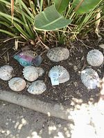 Group of abalone shells and painted metal fish in garden bed