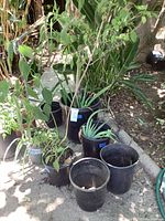 Group of six black plastic nursery pots with assorted green plants placed outdoors