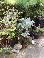 Multiple potted plants, stones and driftwood