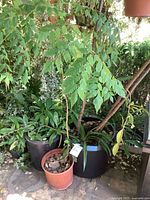 All three potted plants grouped together under foliage
