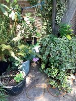 Cluster of potted plants including ivy, fern, geranium on patio