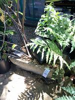 planter on ground with foliage plants visible
