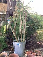Full view of multi-trunk tree in metal pot