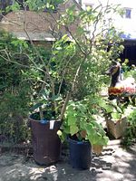 Both potted plants side by side in outdoor setting