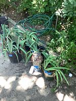 Group shot showing four potted irises and owl ornament together