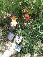 Group of glass flower stakes and solar lights in garden setting