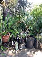 Multiple potted plants, metal stand, birdhouse at base