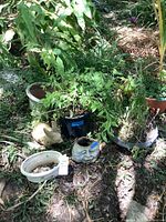 Group view of all planters and ornaments in garden setting