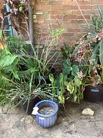 Group of potted plants and planters against brick wall