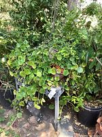 Multiple potted plants on stand with raccoon statue below