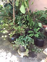 Group of five potted plants showing sizes and pots