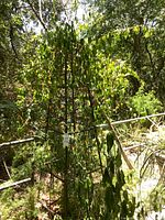 Full view of planter with trellis and plants