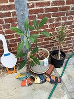 Overall view showing both potted plants and four ceramic fish plaques