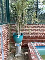 Full view of plant in planter on pedestal within sunroom