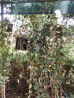 Full view of all three hanging houseplants with long trailing vines
