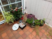 Group view of all potted plants, wall clock, wooden tree, ceramic tiles and display box