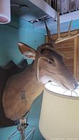 Front angled view of animatronic deer head showing plaque mount and antlers