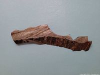 Top view of irregularly shaped meteorite slice showing metallic surface with striations and black fusion crust along one edge.