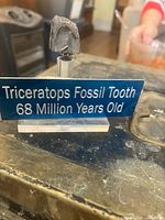 Tooth on stand with plaque reading Triceratops Fossil Tooth 68 Million Years Old